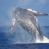 Les baleines à Sainte-Marie